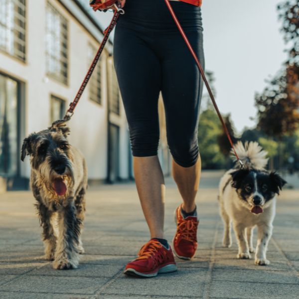 luv my sitter dog walker with 2 dogs in Austin Texas