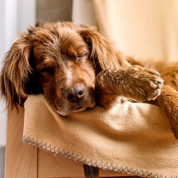 luv my sitter overnight pet care client dog sleeping in Austin